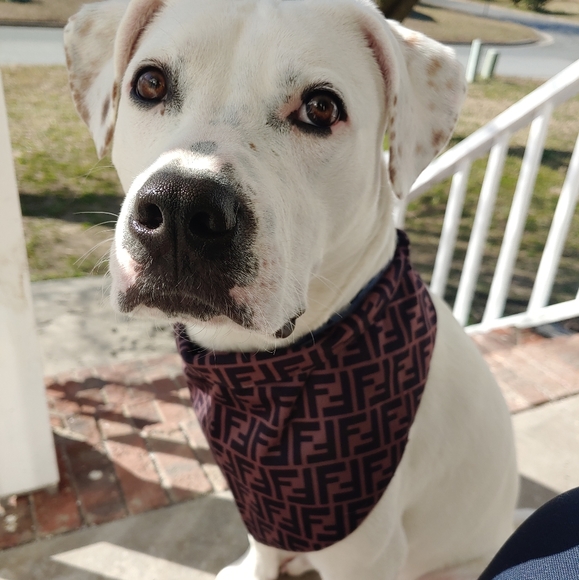 Dog bandanas 🐕 multiple styles - Picture 2 of 6